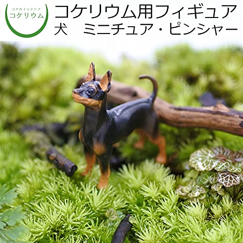 Amazon.co.jp: コケのインテリア コケリウム ガーデンオーナメント Amazon.co.jp: コケのインテリア コケリウム ガーデンオーナメント